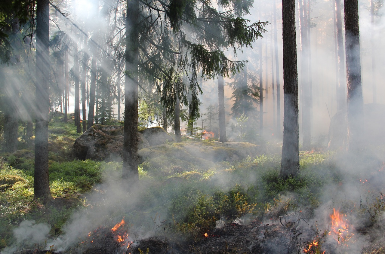 forest fires information Air Pollution Causes