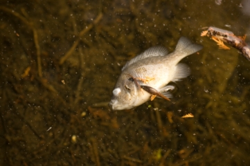 Effects of Water Pollution Effects of Water Pollution